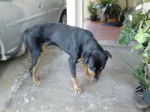 Cachorro raça Rottweiler idade 2 anos nome Snow
