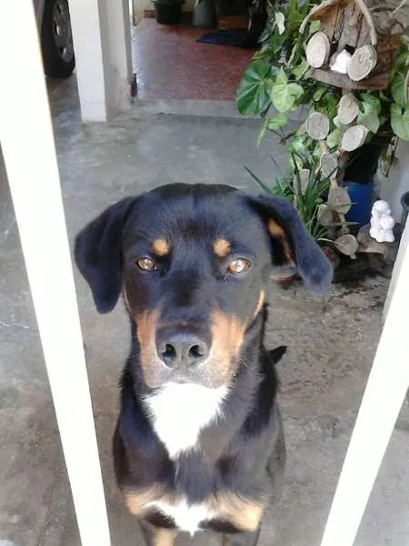 Cachorro ra a Rottweiler idade 2 anos nome Snow