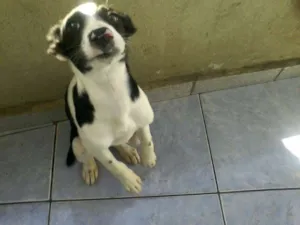 Cachorro raça srd idade 2 a 6 meses nome nina