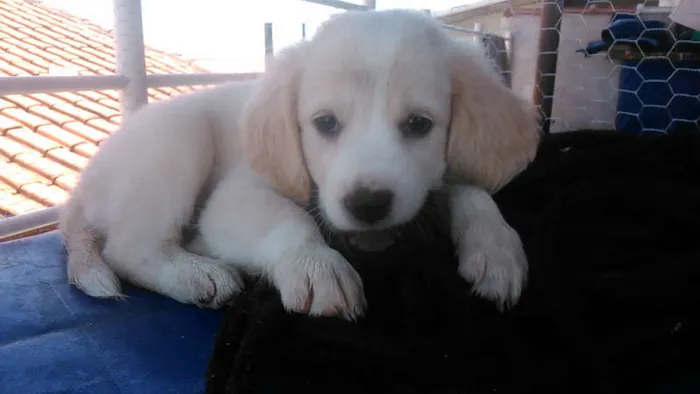Cachorro ra a Indefinida idade Abaixo de 2 meses nome sem nome