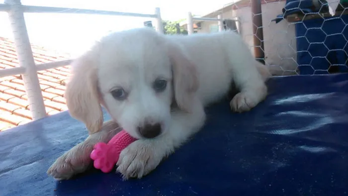 Cachorro ra a Indefinida idade Abaixo de 2 meses nome sem nome