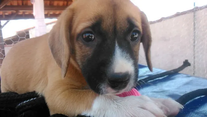 Cachorro ra a Indefinida idade Abaixo de 2 meses nome sem nome