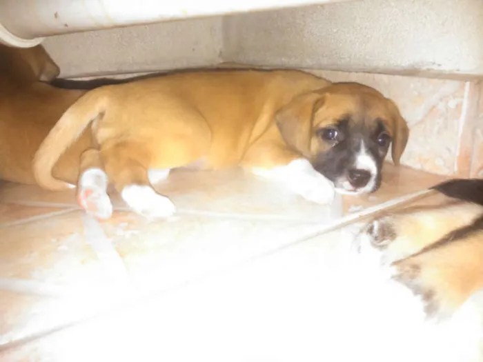 Cachorro ra a Indefinida idade Abaixo de 2 meses nome sem nome