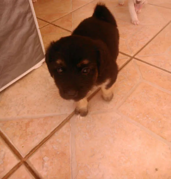 Cachorro ra a Indefinida idade Abaixo de 2 meses nome sem nome