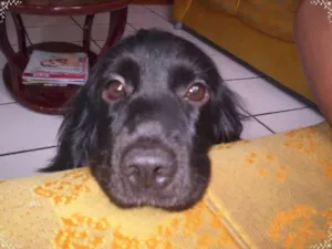 Cachorro raça Cocker spaniel idade 6 ou mais anos nome Lisa