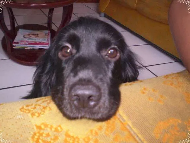 Cachorro ra a Cocker spaniel idade 6 ou mais anos nome Lisa