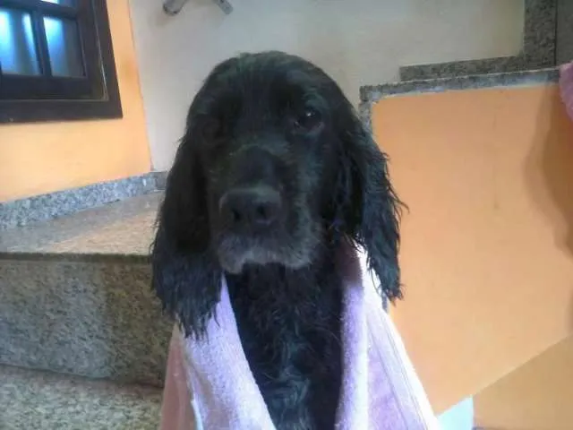 Cachorro ra a Cocker spaniel idade 6 ou mais anos nome Lisa