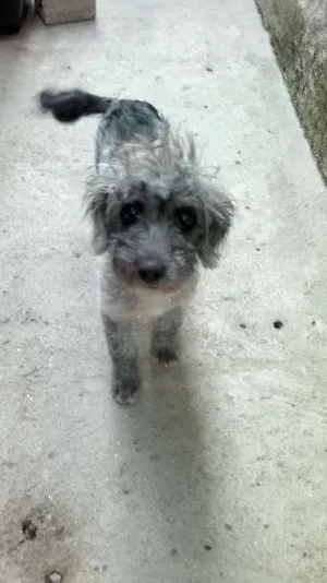 Cachorro raça Poodle Mix idade 7 a 11 meses nome Tekinha