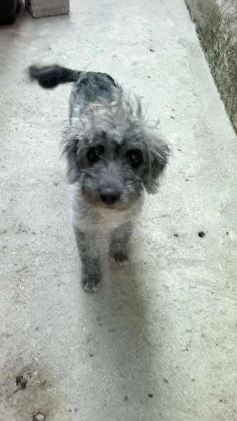 Cachorro ra a Poodle Mix idade 7 a 11 meses nome Tekinha