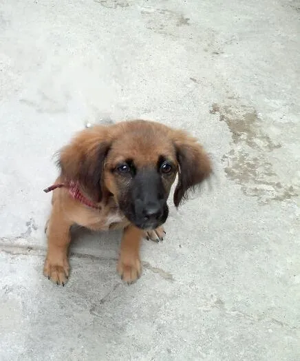 Cachorro ra a SRD idade 2 a 6 meses nome Linda