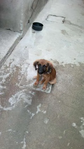 Cachorro ra a SRD idade 2 a 6 meses nome Linda