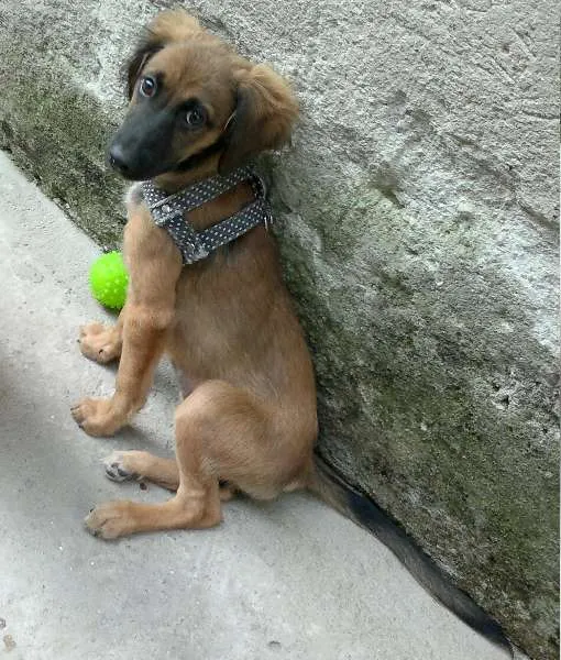 Cachorro ra a SRD idade 2 a 6 meses nome Linda