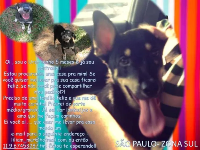 Cachorro ra a SRD idade 2 a 6 meses nome URSO