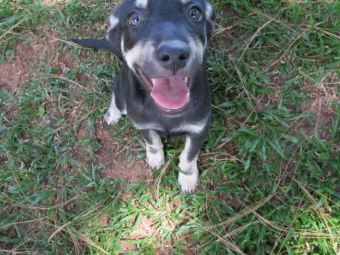 Cachorro ra a SRD idade 2 a 6 meses nome URSO