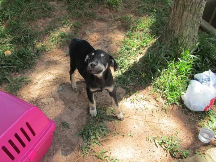 Cachorro ra a SRD idade 2 a 6 meses nome URSO