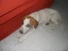 Cachorro ra a vira lata idade 2 a 6 meses nome indefinido