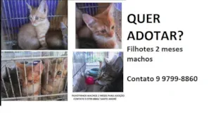 Gato raça SRD idade 2 a 6 meses nome SEM NOME