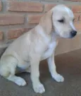 branquinha