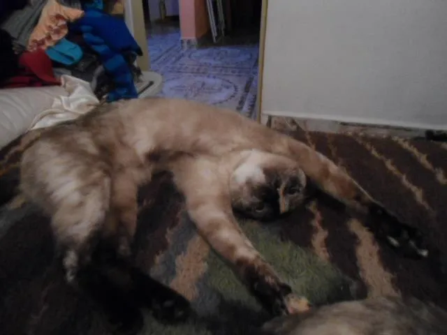 Gato ra a Siamês idade 4 anos nome Rei e Yuli