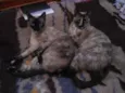 Rei e Yuli