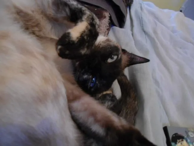 Gato ra a Siamês idade 4 anos nome Rei e Yuli