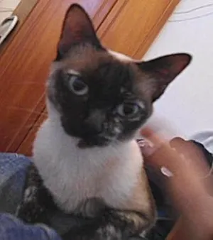 Gato raça Siamês idade 4 anos nome Rei e Yuli