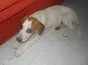 Cachorro ra a vira lata idade 2 a 6 meses nome indefinido