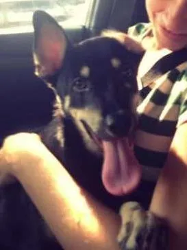 Cachorro ra a SRD idade 2 a 6 meses nome URSO
