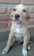 BOB