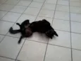 Zorro