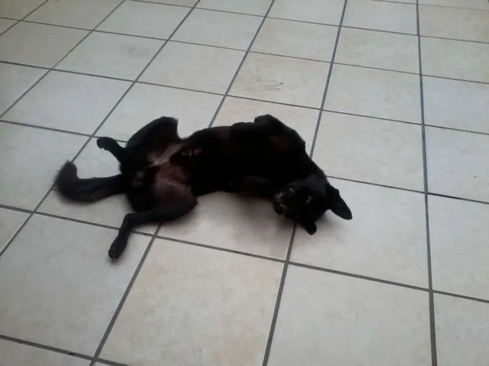 Cachorro ra a SRD idade 2 anos nome Zorro