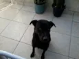 Zorro
