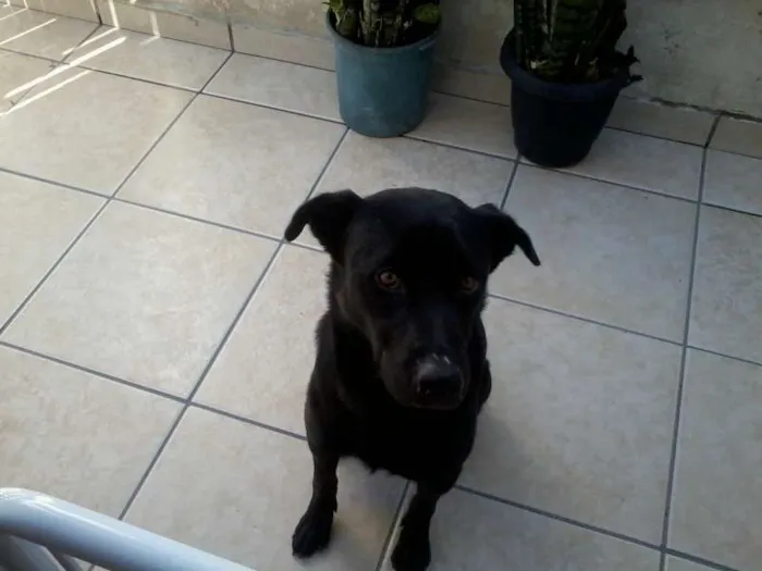 Cachorro ra a SRD idade 2 anos nome Zorro