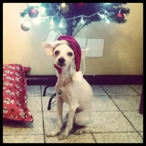 Cachorro ra a Maltês idade 5 anos nome Zero-Meia