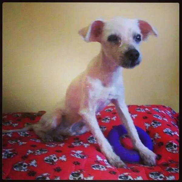 Cachorro ra a Maltês idade 5 anos nome Zero-Meia
