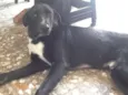 Toby