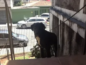 Cachorro raça SRD idade 7 a 11 meses nome Spike