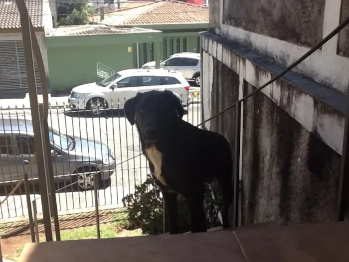 Cachorro ra a SRD idade 7 a 11 meses nome Spike