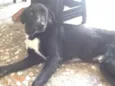 Toby