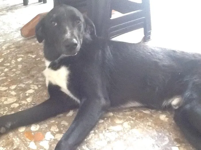 Cachorro ra a SRD idade 7 a 11 meses nome Toby