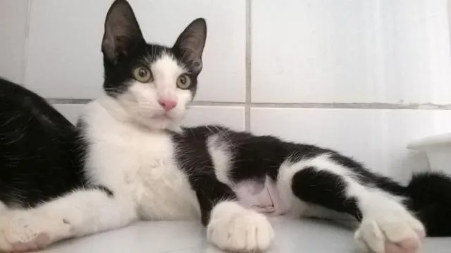 Gato ra a srd idade 2 a 6 meses nome Frajola