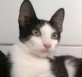 Frajola