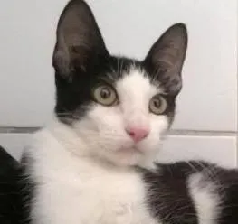 Gato raça srd idade 2 a 6 meses nome Frajola