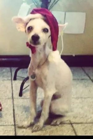 Cachorro raça Maltês idade 5 anos nome Zero-Meia