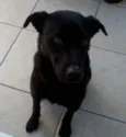 Zorro
