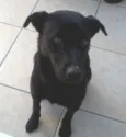 Zorro