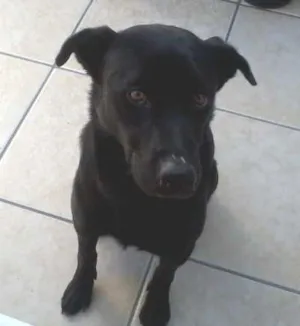 Cachorro raça SRD idade 2 anos nome Zorro