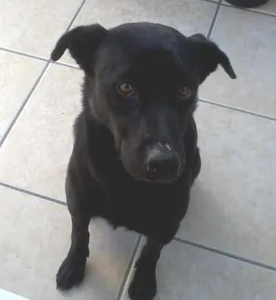 Cachorro ra a SRD idade 2 anos nome Zorro