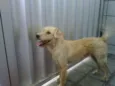 xuxa