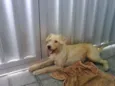 xuxa